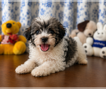 Small #19 Morkie