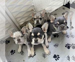 French Bulldog Litter for sale in SAN JACINTO, CA, USA