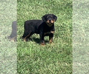 Rottweiler Puppy for sale in HICKORY VALLEY, TN, USA