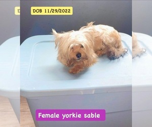 Yorkshire Terrier Puppy for sale in ALBANY, NY, USA