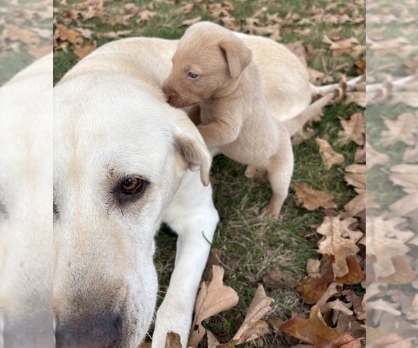 Medium Photo #29 Labrador Retriever Puppy For Sale in LEASBURG, MO, USA