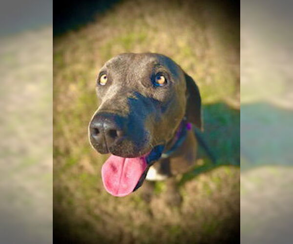 Medium Photo #2 Labmaraner Puppy For Sale in Pleasanton, TX, USA