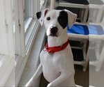 Small #1 Parson Russell Terrier-Pointer Mix