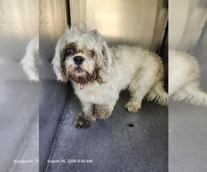 Shih Tzu Dogs for adoption in San Antonio, TX, USA