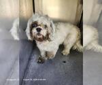 Small Shih Tzu