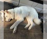 Small #6 Huskies  Mix