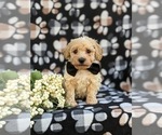 Small Photo #1 Bichpoo-Poodle (Miniature) Mix Puppy For Sale in KIRKWOOD, PA, USA