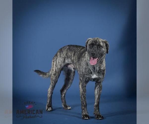 Medium Photo #2 Mastador Puppy For Sale in Corona, CA, USA
