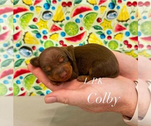 Dachshund Puppy for sale in WINNSBORO, LA, USA
