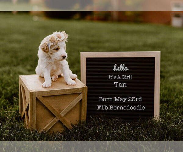 Medium Photo #5 Bernedoodle Puppy For Sale in NORTH PLATTE, NE, USA