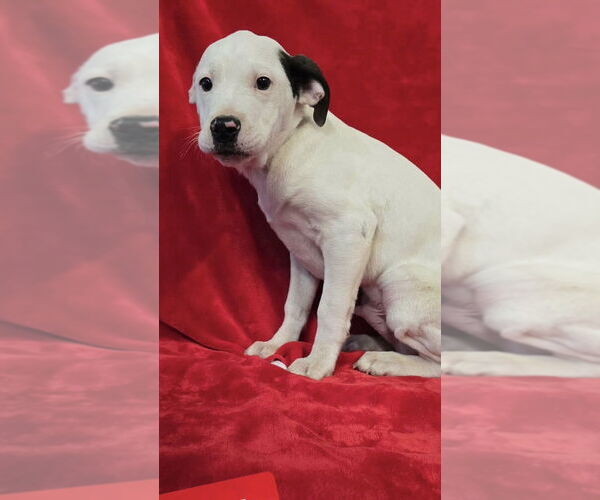 Medium Photo #4 Mutt Puppy For Sale in Foristell, MO, USA