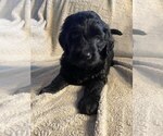 Small Photo #16 Goldendoodle Puppy For Sale in PARKER CITY, IN, USA