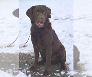 Labrador Retriever Dog for Adoption in UPPERVILLE, Virginia USA