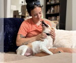 Small #4 Jack Russell Terrier Mix