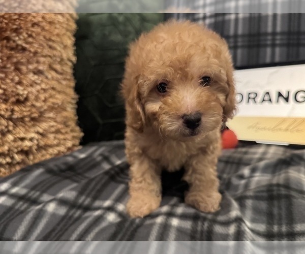 Medium Photo #5 Goldendoodle Puppy For Sale in HARTFORD, CT, USA