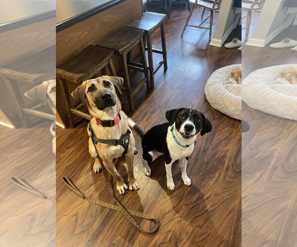 Medium Photo #6 Mutt Puppy For Sale in Shelburne, VT, USA