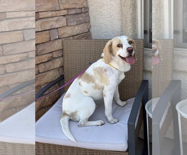 Medium Photo #3 Beagle Puppy For Sale in Las Vegas, NV, USA