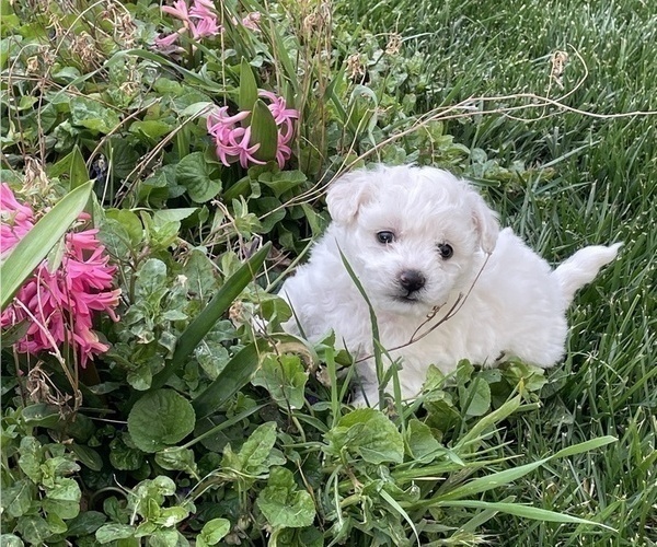 Medium Photo #13 Bichon Frise Puppy For Sale in TEHACHAPI, CA, USA