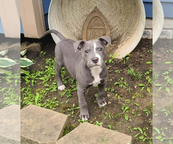 Medium Photo #1 American Staffordshire Terrier-Unknown Mix Puppy For Sale in Des Moines, IA, USA