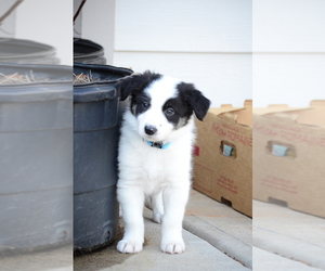 Border Collie Puppy for sale in HUNTERSVILLE, NC, USA