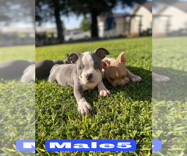 Medium Photo #5 American Bully Puppy For Sale in BAKERSFIELD, CA, USA