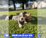 Small #4 American Bully