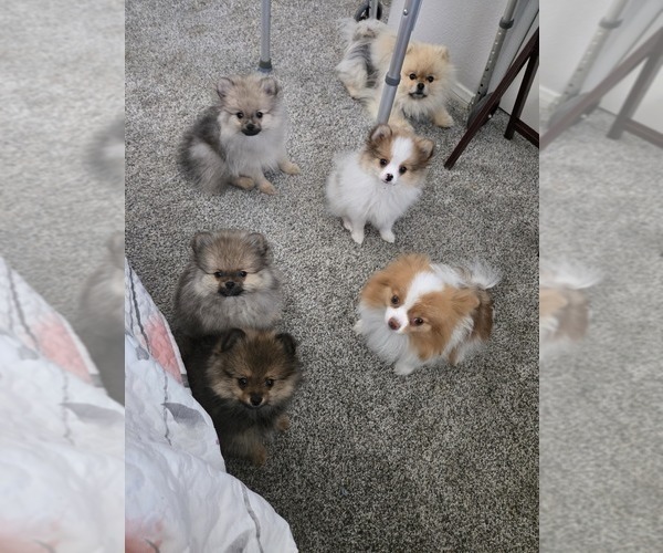 Medium Photo #4 Pomeranian Puppy For Sale in MENIFEE, CA, USA