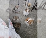 Small #3 Pomeranian