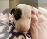 Small Photo #7 Miniature Bull Terrier Puppy For Sale in CORONA, CA, USA