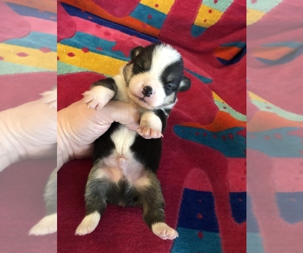Medium Photo #9 Pembroke Welsh Corgi Puppy For Sale in RAMONA, OK, USA