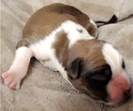 Small Photo #11 Boxer Puppy For Sale in JOLIET, IL, USA