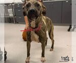Small Photo #2 Plott Hound-Unknown Mix Puppy For Sale in Washington, DC, USA