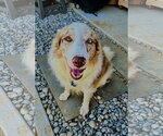 Romeo - Male Australian Shepherd Dog for Adoption - Small photo