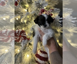 Shorkie Tzu Puppy for sale in MODESTO, CA, USA