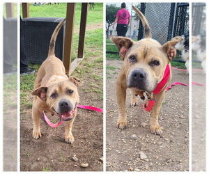 Bulldog-Unknown Mix Dogs for adoption in San Antonio, TX, USA