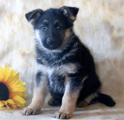 German Shepherd Dog Puppy for sale in GLYNDON, MD, USA