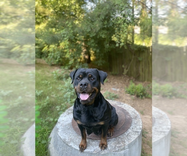 Medium Photo #1 Rottweiler Puppy For Sale in MABLETON, GA, USA