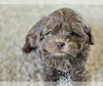 Small #4 ShihPoo