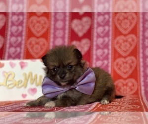 Pomeranian Puppy for sale in LANCASTER, PA, USA