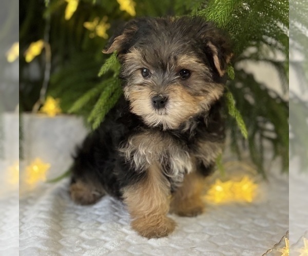 Medium Photo #4 Morkie Puppy For Sale in ROCK STREAM, NY, USA