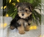 Small #3 Morkie