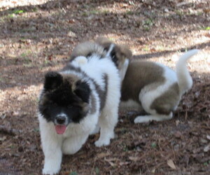 Akita Puppy for sale in INGLIS, FL, USA
