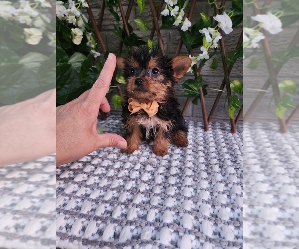 Medium Photo #5 Yorkshire Terrier Puppy For Sale in INDIANAPOLIS, IN, USA