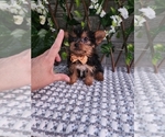 Small #4 Yorkshire Terrier
