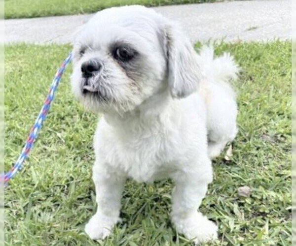 Medium Photo #1 Shih Tzu Puppy For Sale in Houston, TX, USA