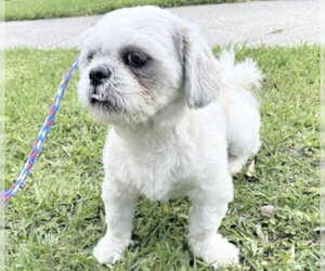 Shih Tzu Dogs for adoption in Houston, TX, USA