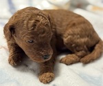 Puppy Grievous Goldendoodle (Miniature)