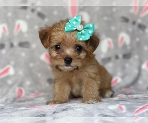 Poodle (Miniature)-Shorkie Tzu Mix Puppy for sale in LAKELAND, FL, USA