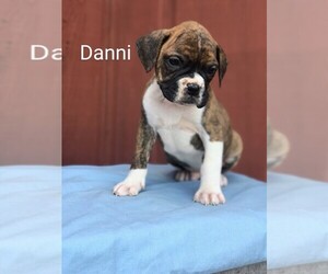 Boxer Puppy for sale in SHREVE, OH, USA