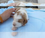 Small Photo #8 Brittany Puppy For Sale in RIDGECREST, CA, USA